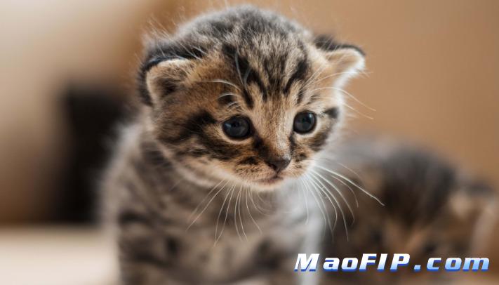 成猫得猫传腹症状明显吗