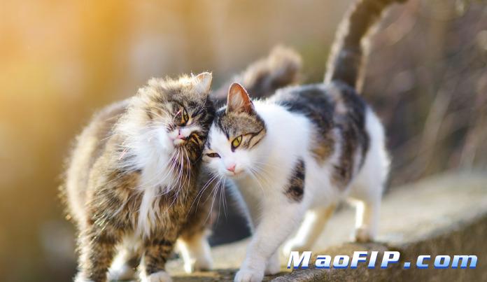 猫传腹的生物标志物