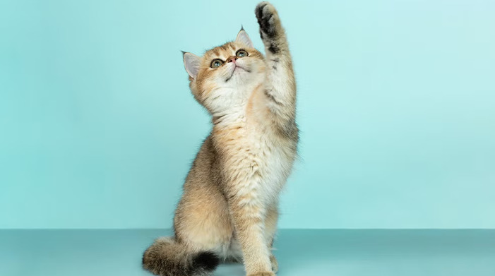 猫传腹症状与其他疾病的区别