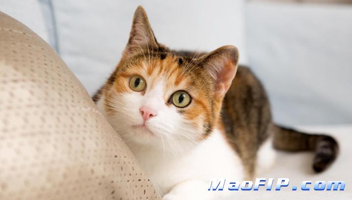 猫传腹有什么症状