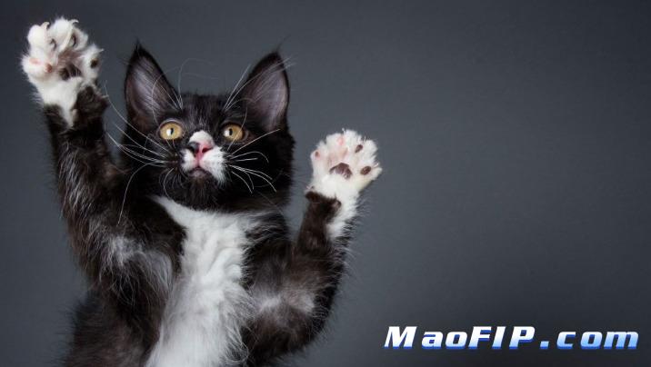 猫传腹病毒酒精能杀死吗