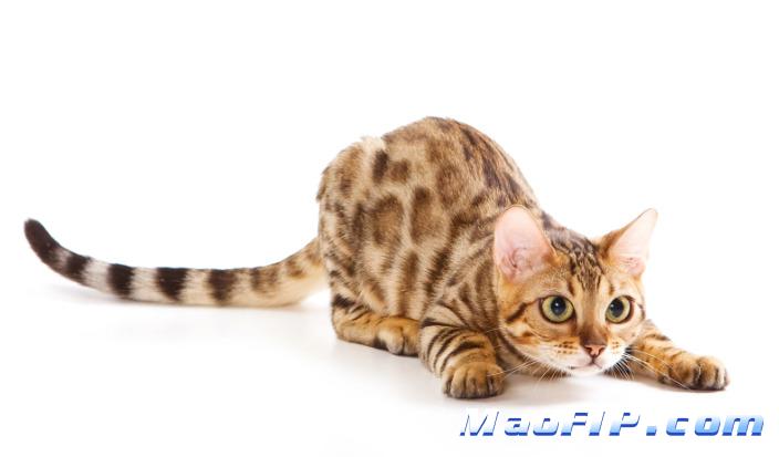 猫传染性腹膜炎吃什么药