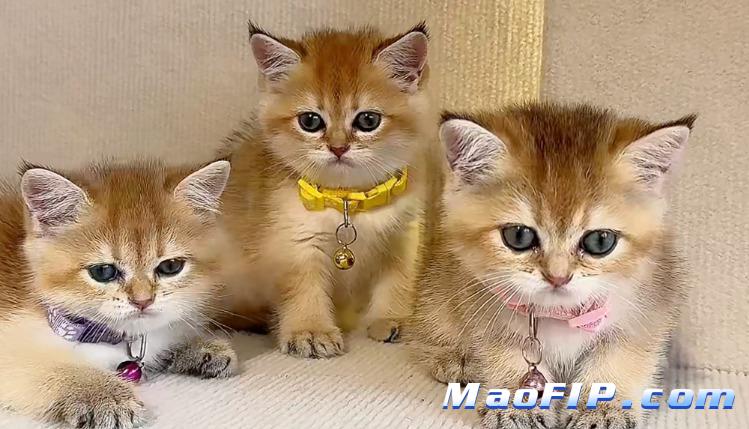 猫咪腹部鼓起来是不是猫传腹