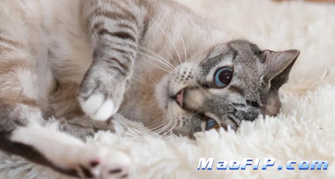 猫传染性腹膜炎引起的黄疸严重吗