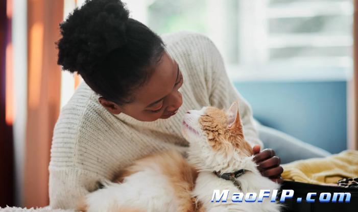 猫传腹的肠道症状与表现