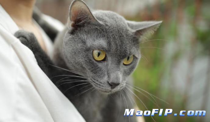 干性猫传腹用药效果明显吗