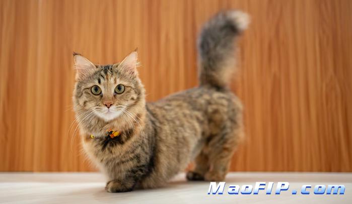 猫传腹治好了会不会影响寿命