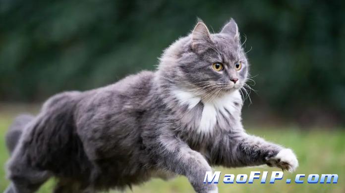 猫咪不爱动是不是传腹症状