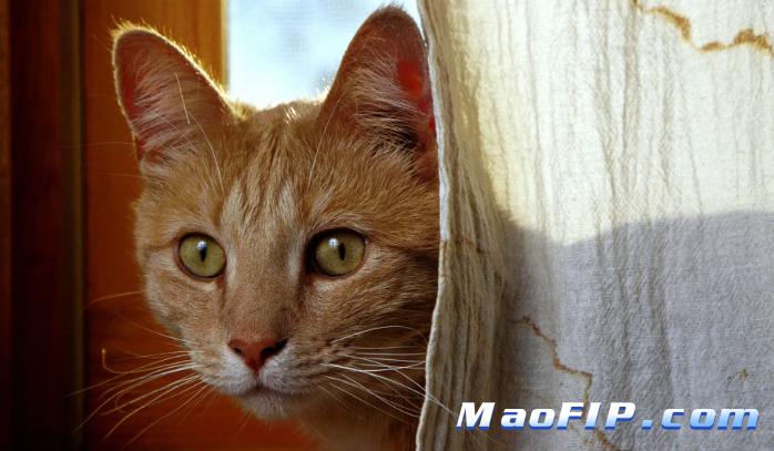 猫传腹用药要不要多听几家医院意见