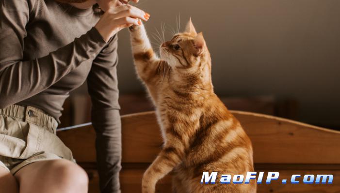 干性猫传腹(FIP)治疗要花多少钱