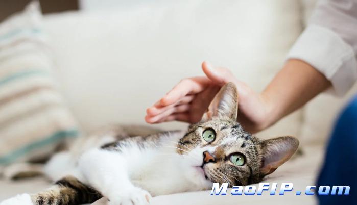 猫传腹猫咪可以喝羊奶吗