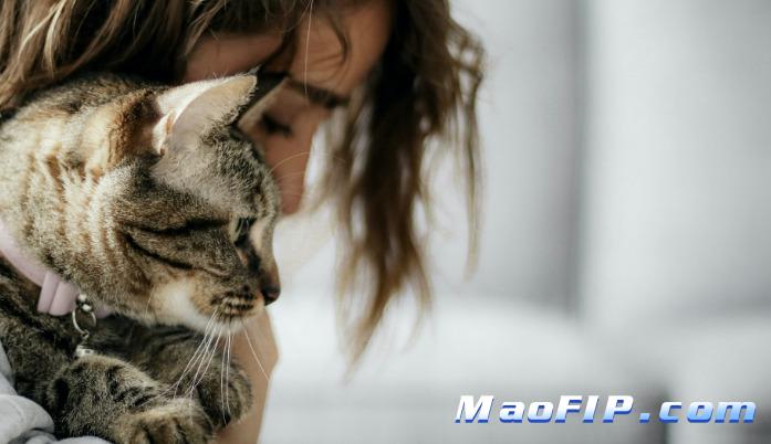 猫传腹怎么治好得快