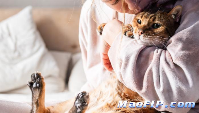 猫传腹是不是只能综合判断