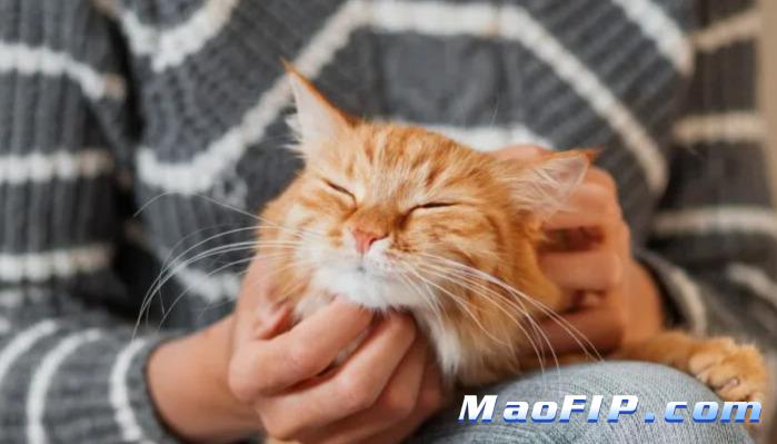 猫传腹后期能治愈吗