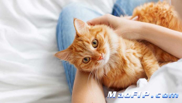 湿性猫传腹初期症状