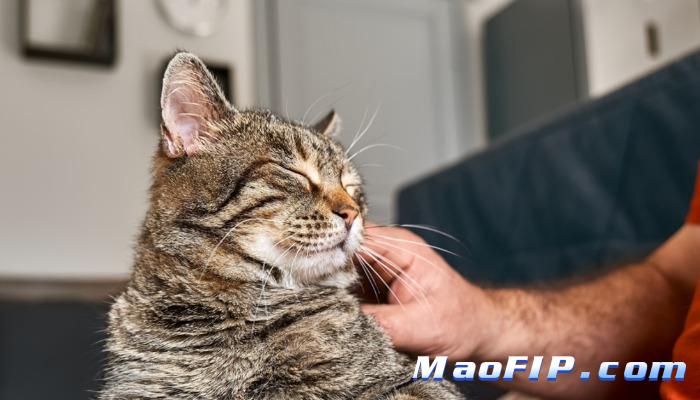 猫冠状病毒感染一定会变猫传染性腹膜炎吗