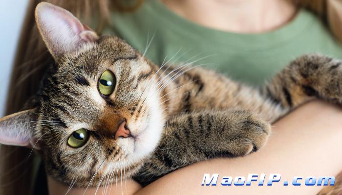 猫传腹打了441还是发烧怎么办