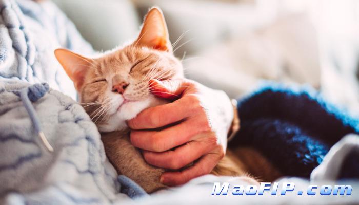 干性猫传染性腹膜炎(FIP)治愈