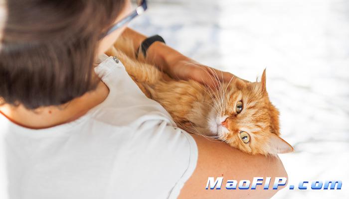 猫传腹尿黄是中期吗