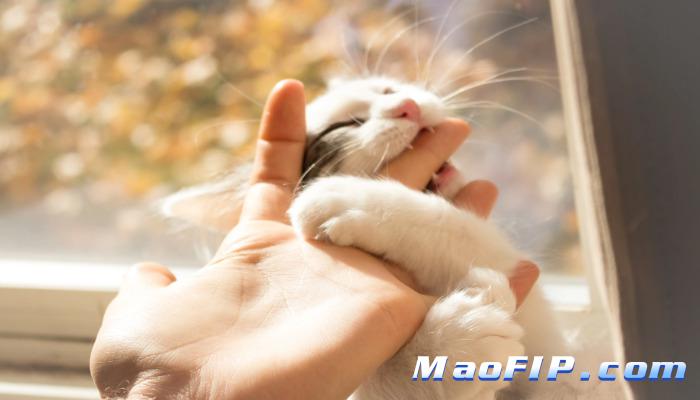 猫传腹为什么会死