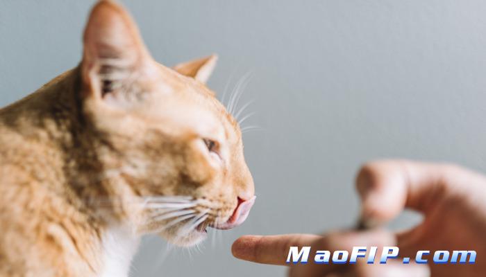 猫传腹治疗期间要不要隔离