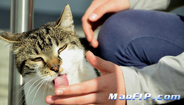 猫传腹自己治疗怎么操作