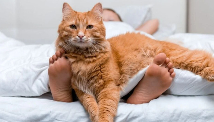 家里多只猫怎么防止传腹传播