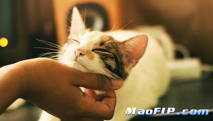猫传腹如何护理