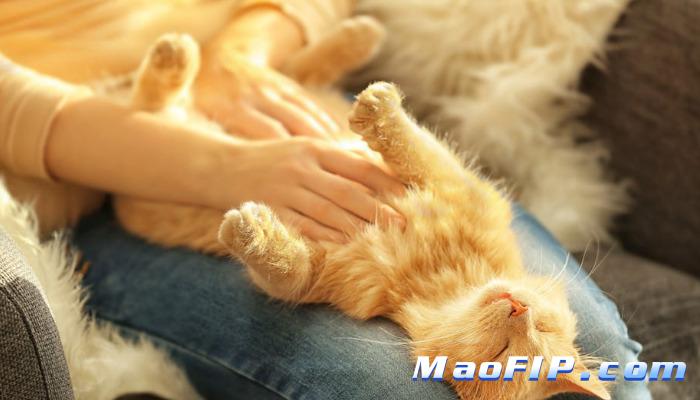猫传腹(FIP)末期症状