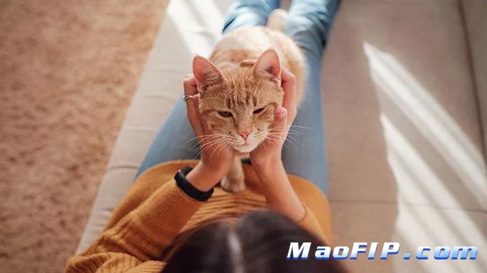 猫传腹是不是传染病