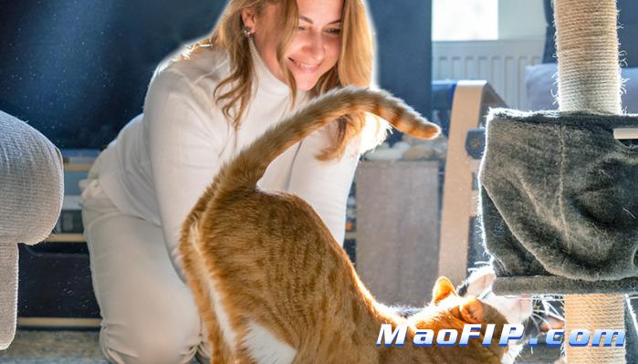 如何判断猫咪得了传染性腹膜炎