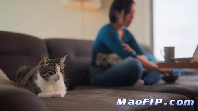 为什么会引起猫传腹