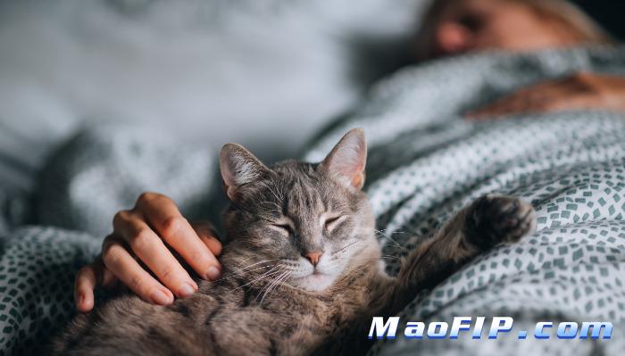 猫传腹初期怎么治疗