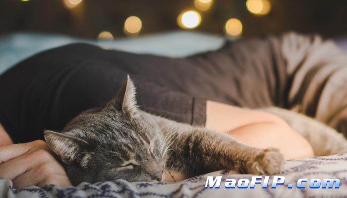 猫传腹肚子起伏不定嘛