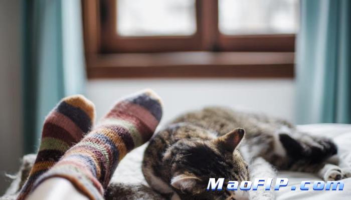 猫传腹发病症状