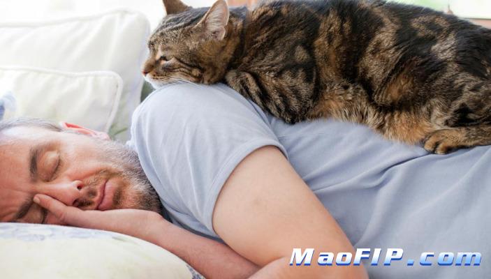 猫传腹会出现黄疸吗