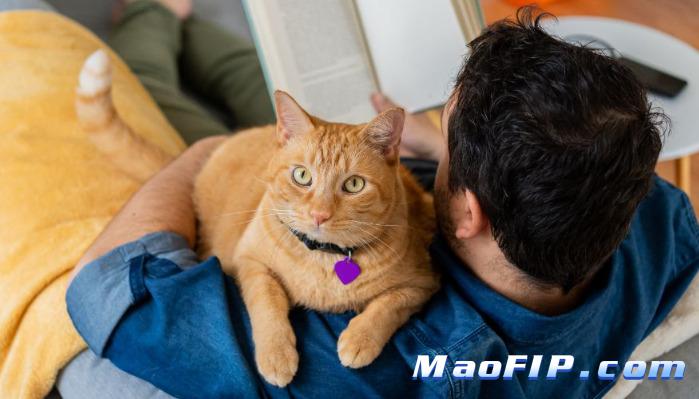 猫传染性腹膜炎和寄生虫病有什么不同