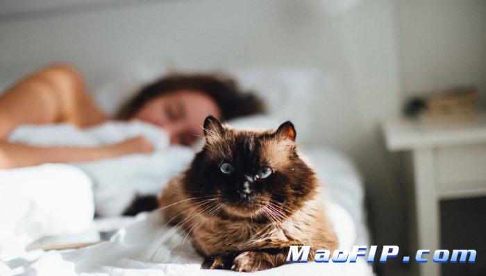 猫传染性腹膜炎具有传染性吗