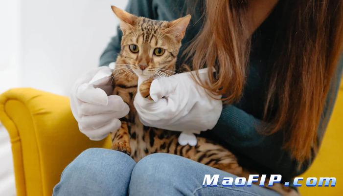 猫传腹进入神经还能治吗