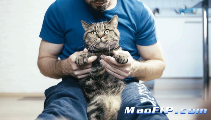 猫传腹的确诊方法