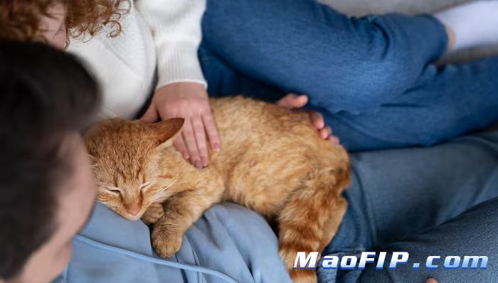 猫传腹诊断是不是排除法