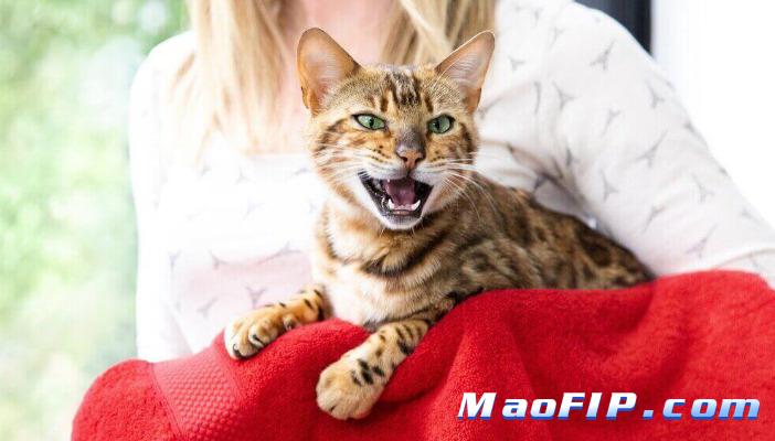 猫传腹用药对猫咪心理影响大吗