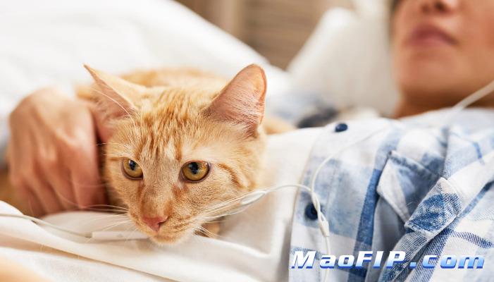 猫传腹晚期还能撑几天