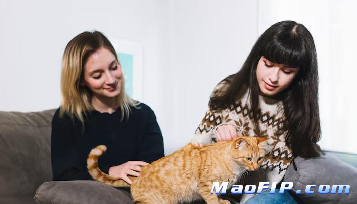 猫传腹能治愈吗