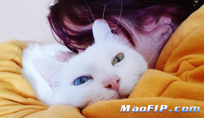 得了猫传腹的猫吃东西正常吗