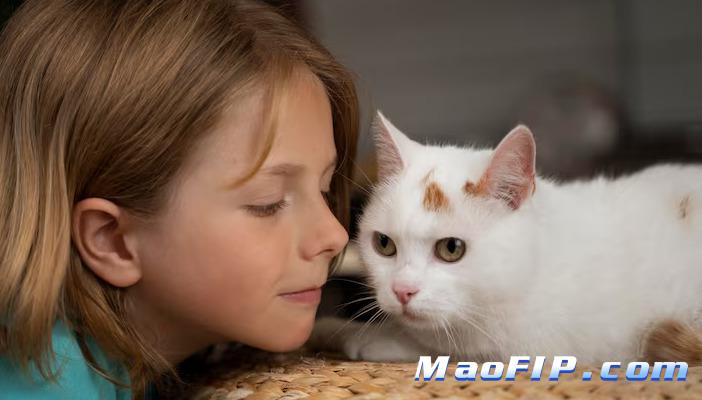 猫腹水和猫传腹的症状