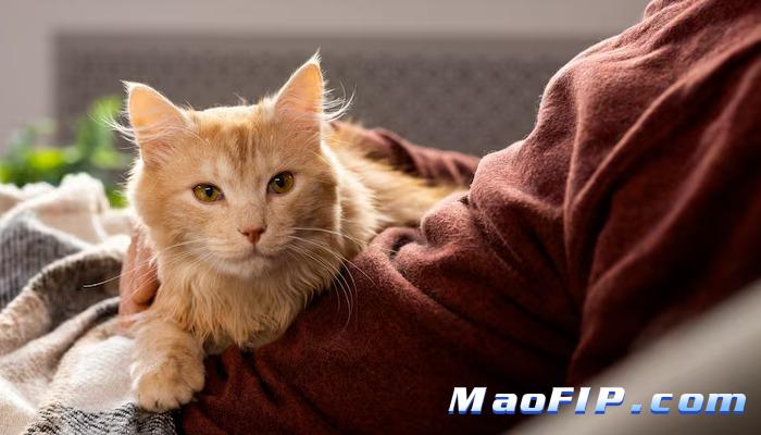 猫传腹到底传染吗