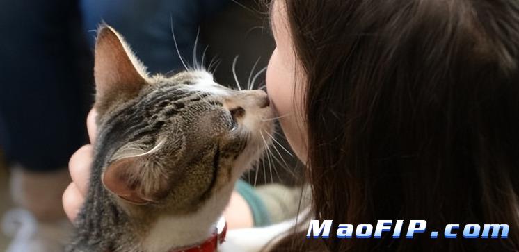 猫传腹和猫冠状病毒如何区分