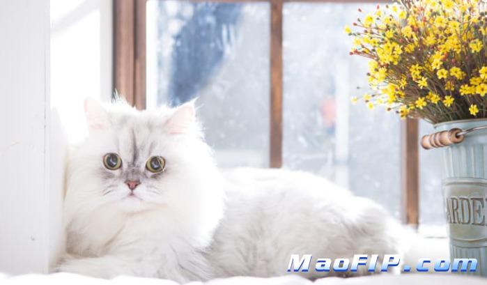 干性猫传腹早期能确诊吗