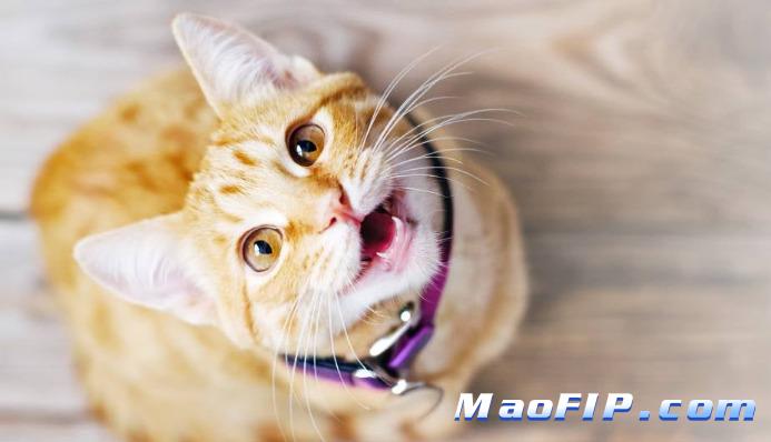 成猫还会不会得猫传腹